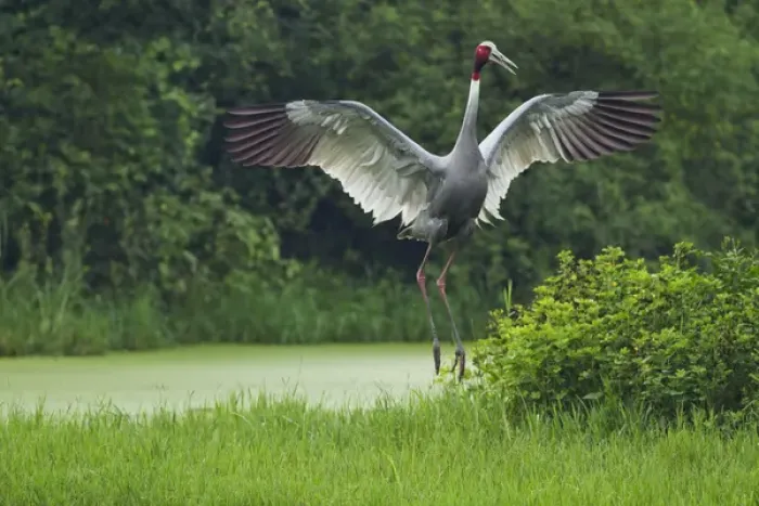 Framed Print : Indian Saras Crane, jumping, Keoladeo National Park, India Framed Print : Indian Saras Crane, jumping, Keoladeo National Park, India