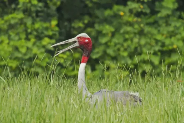 Framed Print : Indian Saras Crane at the nest, Keoladeo National Park, India