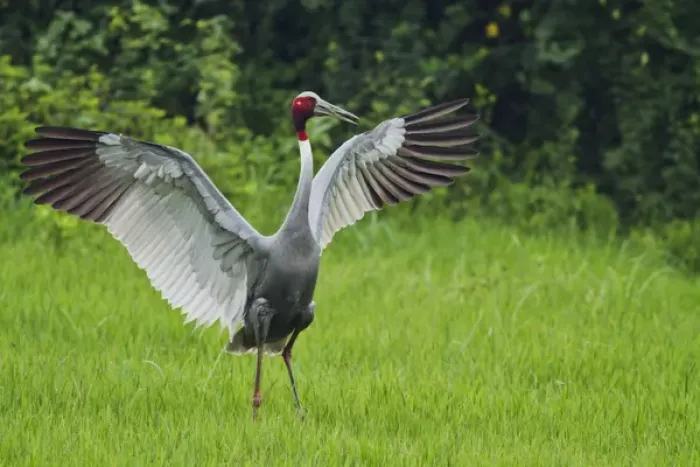Framed Print : Indian Saras Crane, stretching wings, Keoladeo National Park, India Framed Print : Indian Saras Crane, stretching wings, Keoladeo National Park, India