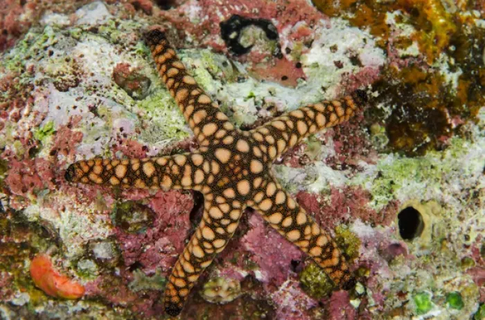 Framed Print : Indian Sea Star (Fromia indica), Rainbow Reef, Fiji. South Pacific Framed Print : Indian Sea Star (Fromia indica), Rainbow Reef, Fiji. South Pacific