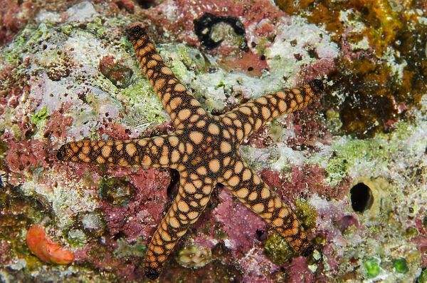 Indian Sea Star (Fromia indica), Rainbow Reef, Fiji. South Pacific