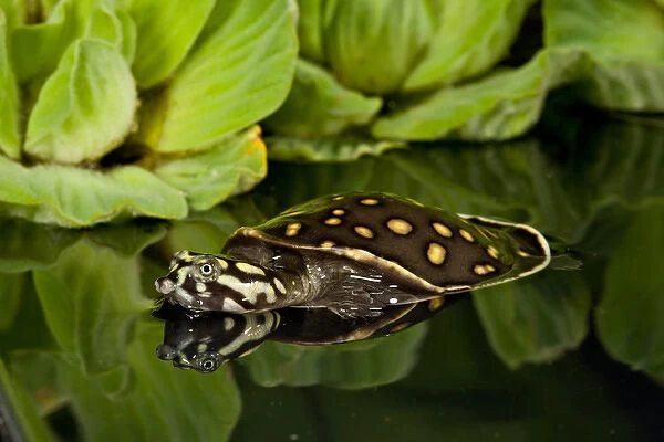 Indian Spotted Softshell Turtle, Lisemys punctata, Native to Indiai