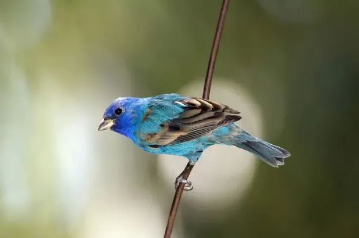 Framed Print : Indigo Bunting