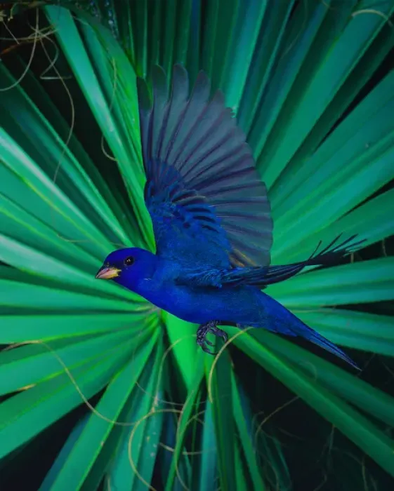 Framed Print : Indigo Bunting (male), Imokalee, Florida, bpfriel a 2001 #00751, high speed flash Framed Print : Indigo Bunting (male), Imokalee, Florida, bpfriel a 2001 #00751, high speed flash