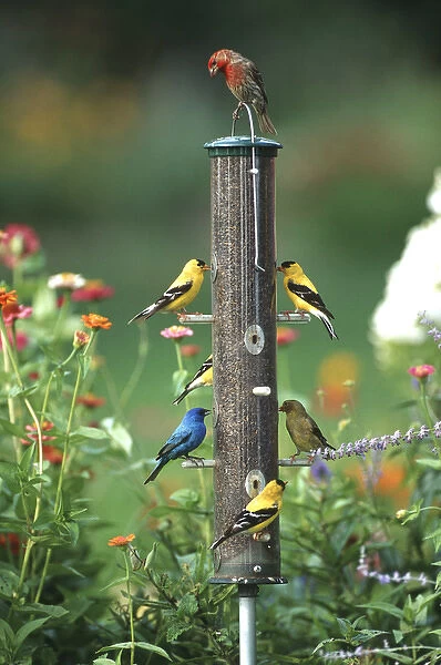 Indigo Bunting (Passerina cyanea), American Goldfinches (Spinus tristis) and a House finch