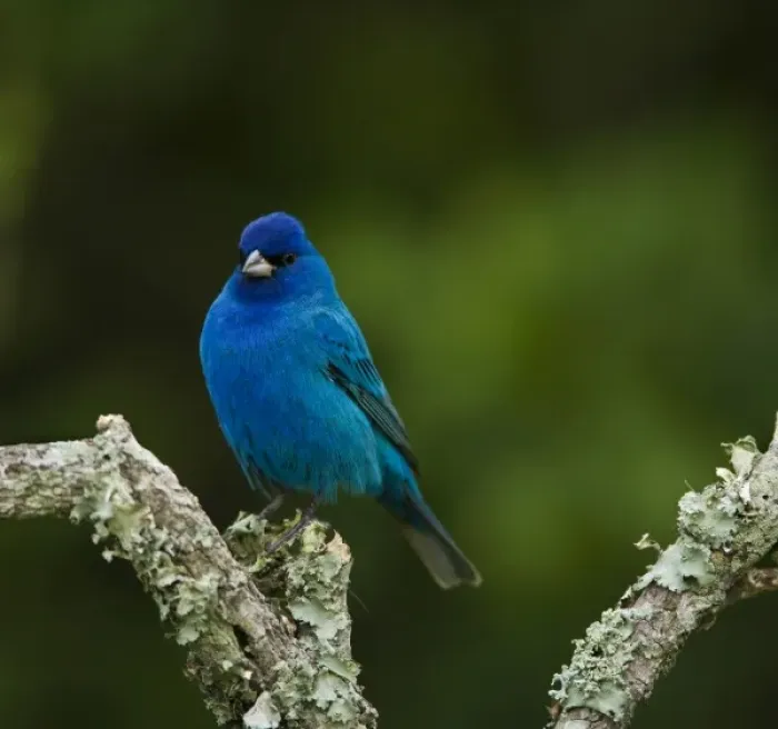 Framed Print : Indigo Bunting, Passerina cyanea, Coastal Bend, Texas Framed Print : Indigo Bunting, Passerina cyanea, Coastal Bend, Texas