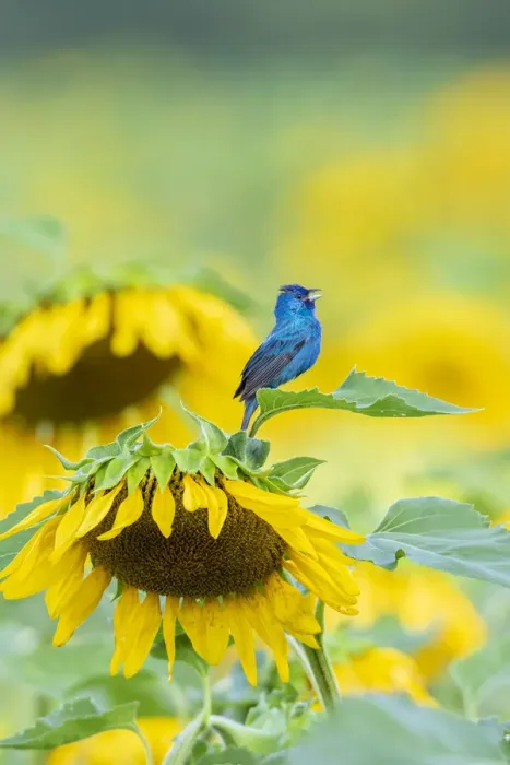 Framed Print : Indigo Bunting (Passerina cyanea) male singing on Sunflower Sam Parr State Park Jasper Framed Print : Indigo Bunting (Passerina cyanea) male singing on Sunflower Sam Parr State Park Jasper