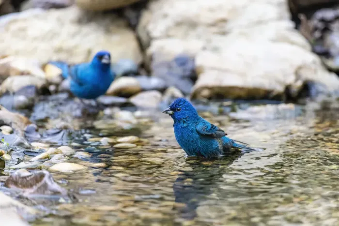 Framed Print : Indigo buntings male bathing, Marion County, Illinois Framed Print : Indigo buntings male bathing, Marion County, Illinois