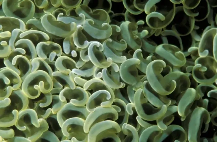 Framed Print : Indo-Pacific. Bubblecoral polyps Framed Print : Indo-Pacific. Bubblecoral polyps