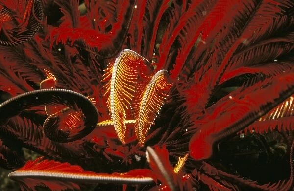 Indo-Pacific. Feather star, or himerometra robustiphinna