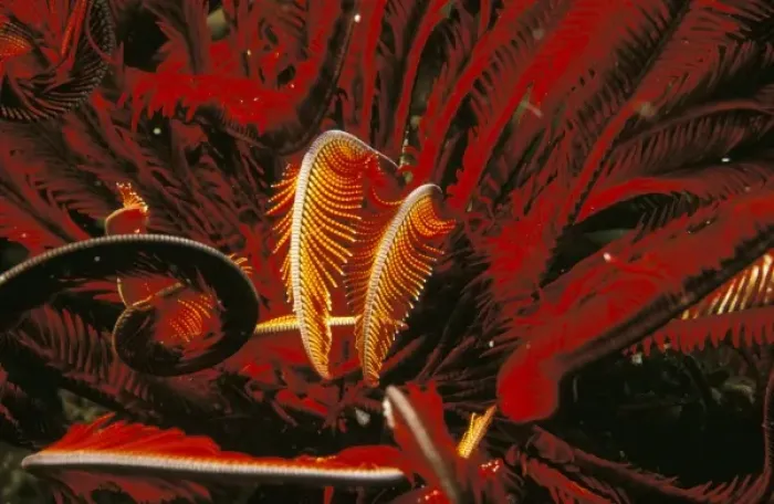 Framed Print : Indo-Pacific. Feather star, or himerometra robustiphinna