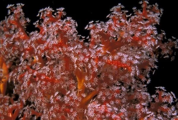 Indo-Pacific. Soft coral, or sarcophyton sp