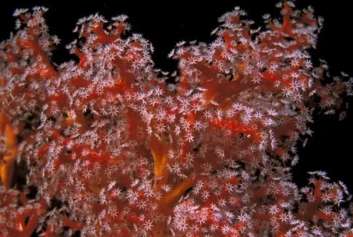 Framed Print : Indo-Pacific. Soft coral, or sarcophyton sp Framed Print : Indo-Pacific. Soft coral, or sarcophyton sp