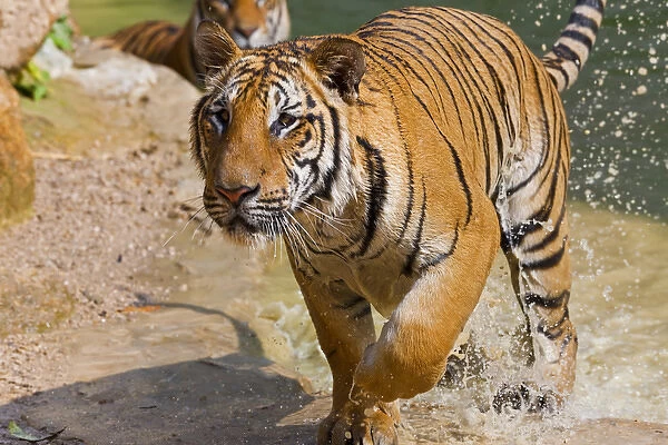 Indochinese tiger or Corbetts tiger (Panthera tigris corbetti), Thailand