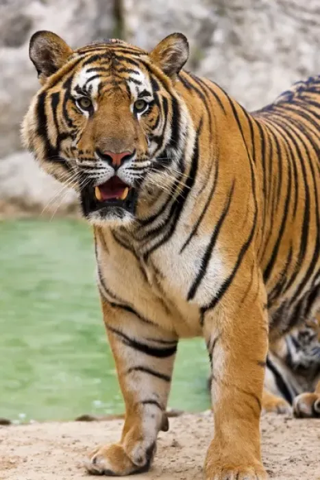 Framed Print : Indochinese tiger or Corbetts tiger (Panthera tigris corbetti), Thailand Framed Print : Indochinese tiger or Corbetts tiger (Panthera tigris corbetti), Thailand