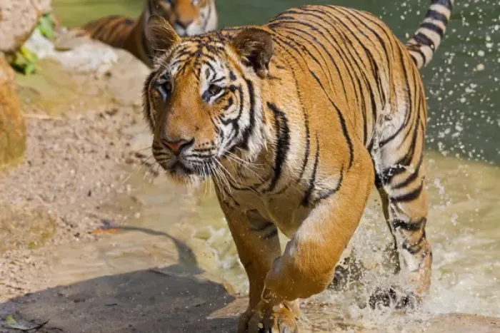 Framed Print : Indochinese tiger or Corbetts tiger (Panthera tigris corbetti), Thailand Framed Print : Indochinese tiger or Corbetts tiger (Panthera tigris corbetti), Thailand