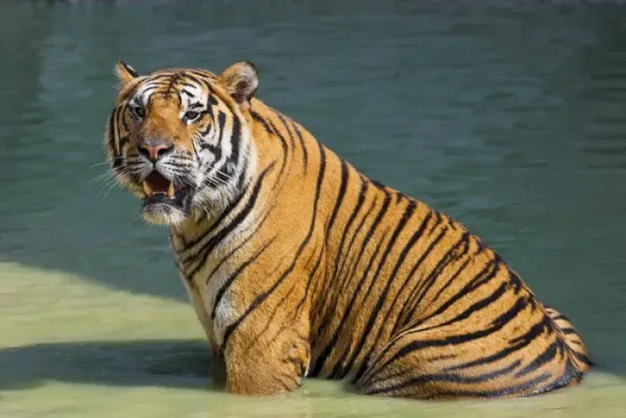 Framed Print : Indochinese tiger or Corbetts tiger (Panthera tigris corbetti), Thailand