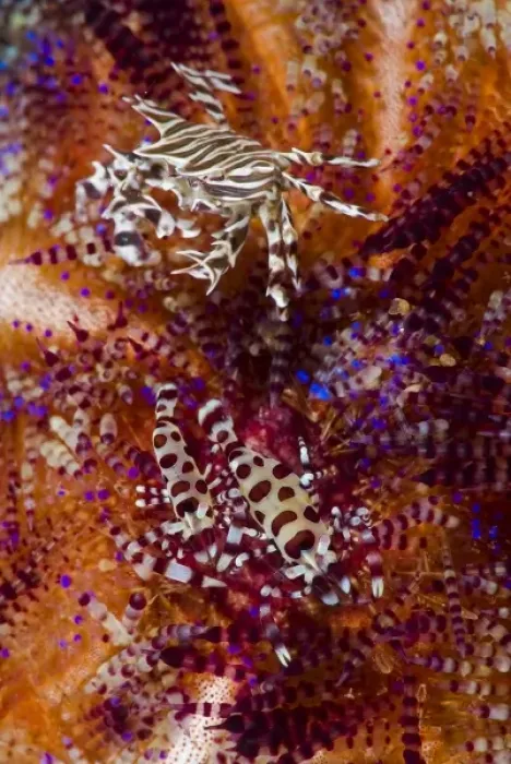 Framed Print : Indonesia, Adonara Island. Close-up of invertebrates are commensal with urchins