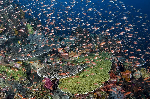 Indonesia, Alor Island. Coral reef scenic