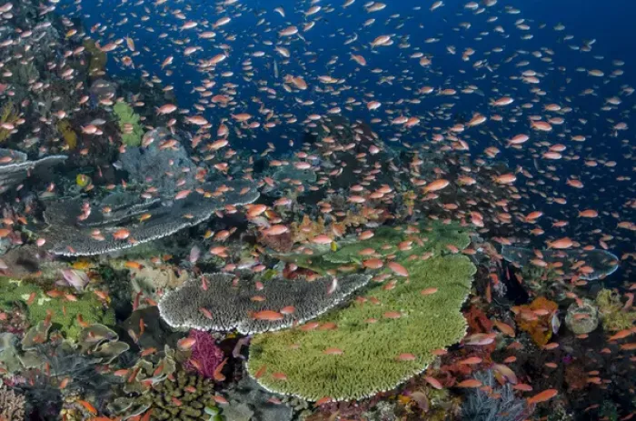 Framed Print : Indonesia, Alor Island. Coral reef scenic Framed Print : Indonesia, Alor Island. Coral reef scenic