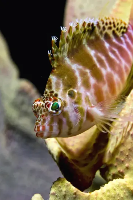 Framed Print : Indonesia, Ambon. Close-up of hawkfish among corals