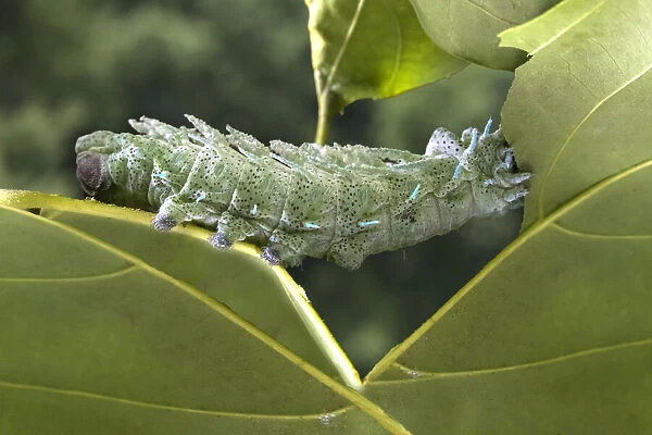 Indonesia, Bali. Atlas moth caterpillar eating leaf