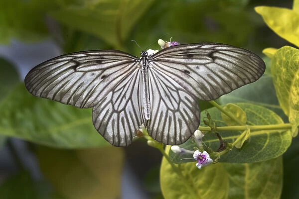 Indonesia, Bali. Blanchards ghost butterfly on plant