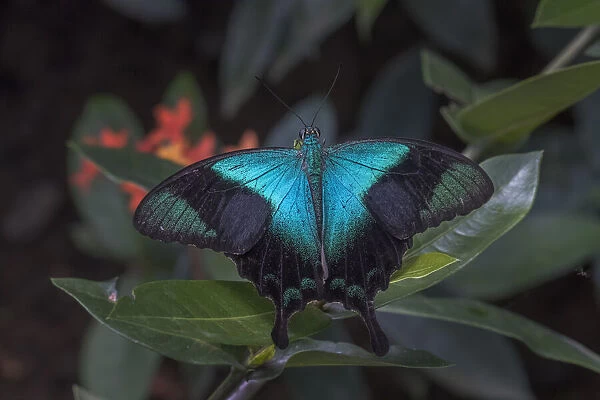 Indonesia, Bali. Blue swallowtail butterfly on leaf