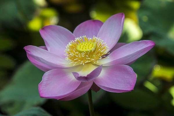 Indonesia, Bali. Close-up of opened lotus flower