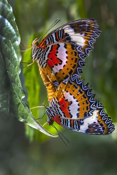 Indonesia, Bali. Malay lacewing butterflies mating on leaf