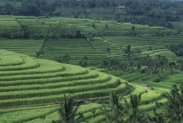 Indonesia, Bali, near Jutiluwih village. Lush, terraced rice fields and coconut palm