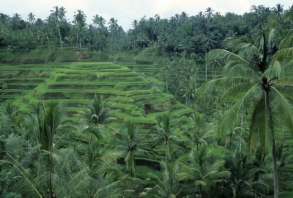 Indonesia, Bali, near Jutiluwih village. Lush, terraced rice fields and coconut palm trees