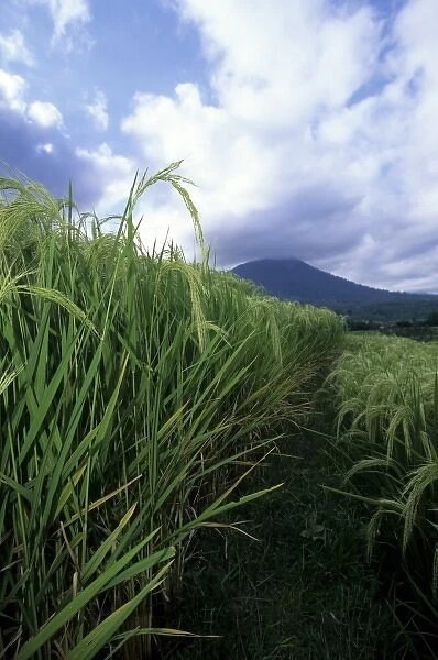 Indonesia, Bali, near Jutiluwih village. Rows of rice plants, volcano in distance