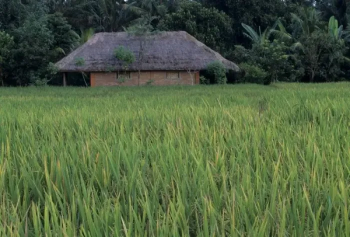 Framed Print : Indonesia, Bali, near Ubud. Balinese house in rice fields Framed Print : Indonesia, Bali, near Ubud. Balinese house in rice fields