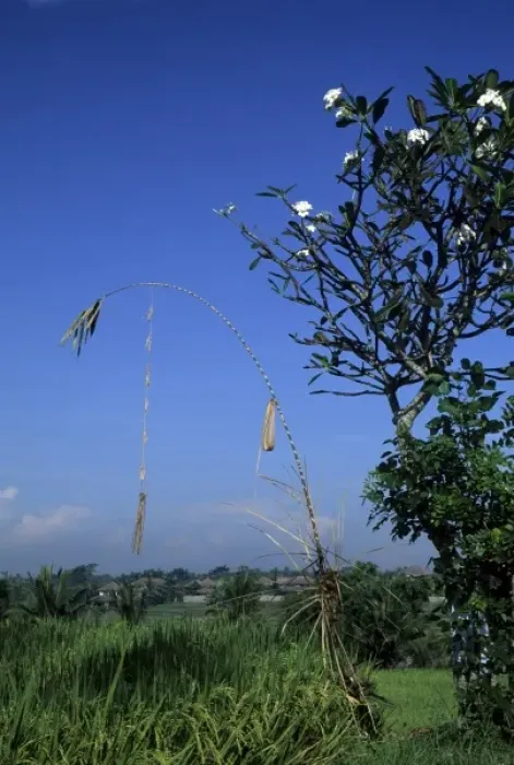 Framed Print : Indonesia, Bali, near Ubud. Bamboo panjar, an offering to Hindu Gods tower Framed Print : Indonesia, Bali, near Ubud. Bamboo panjar, an offering to Hindu Gods tower