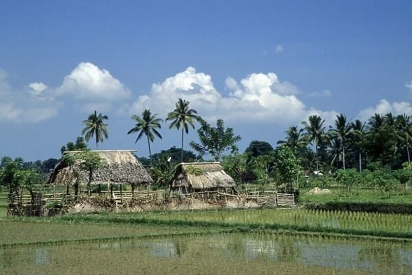 Indonesia, Bali, near Ubud. Coconut palm trees tower above thatched shelters and wet rice fields