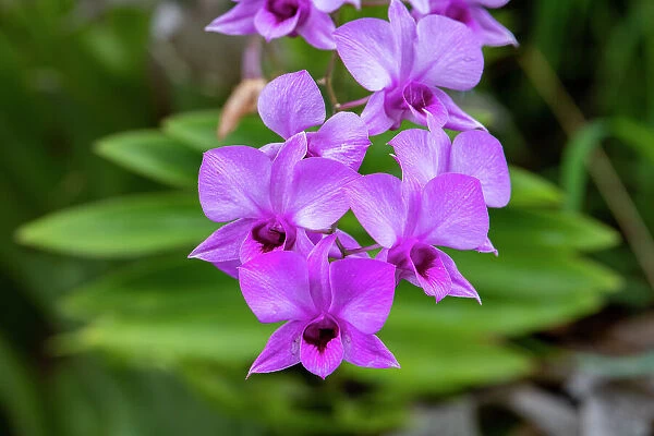 Indonesia, Bali. Orchid detail