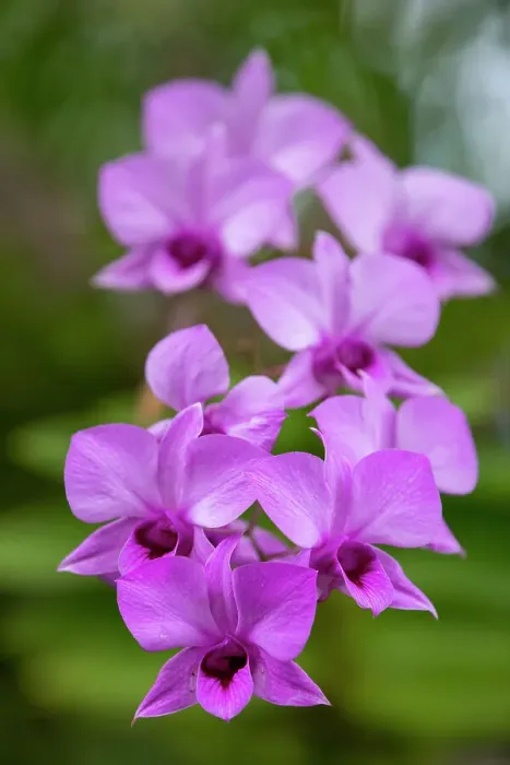 Framed Print : Indonesia, Bali. Orchid detail Framed Print : Indonesia, Bali. Orchid detail