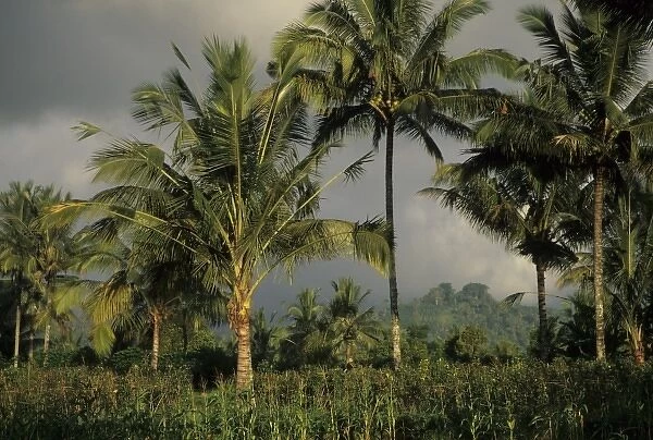 Indonesia, Bali. Palm trees tower above crops