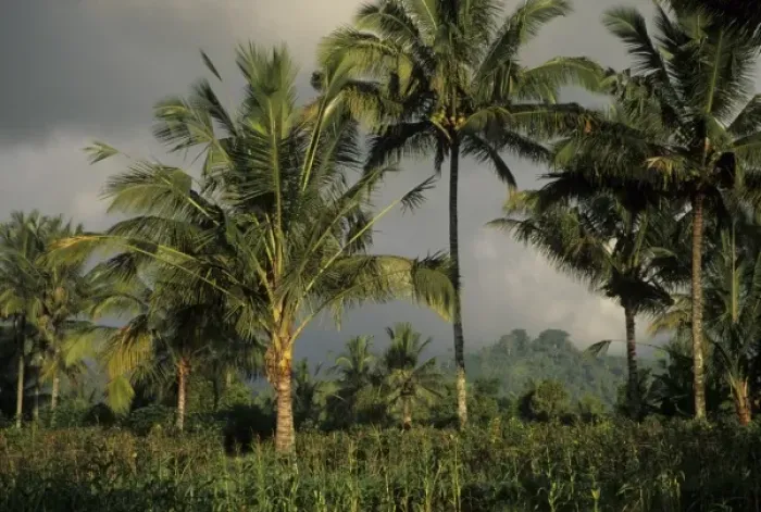 Framed Print : Indonesia, Bali. Palm trees tower above crops