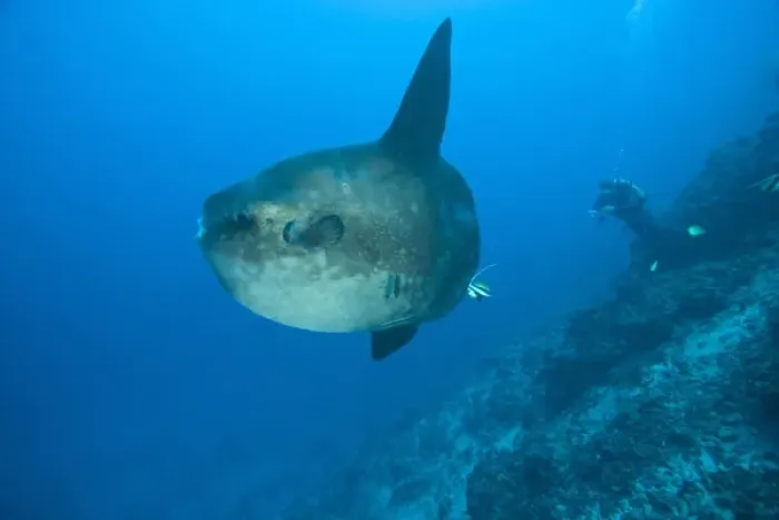 Framed Print : Indonesia, Bali Province, Nusa Penida. Adult Ocean Sunfish (Mola mola)--the heaviest Framed Print : Indonesia, Bali Province, Nusa Penida. Adult Ocean Sunfish (Mola mola)--the heaviest