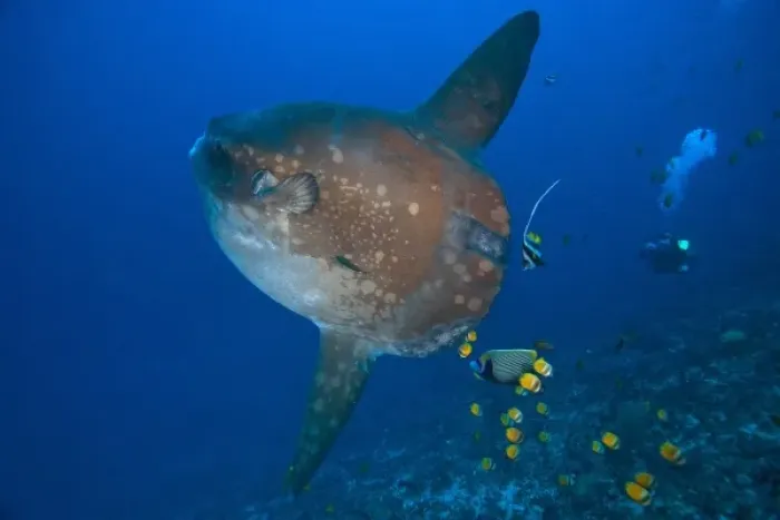 Framed Print : Indonesia, Bali Province, Nusa Penida. Adult Ocean Sunfish (Mola mola)--the heaviest