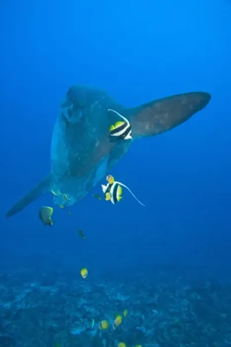 Framed Print : Indonesia, Bali Province, Nusa Penida. Adult Ocean Sunfish (Mola mola)--the heaviest