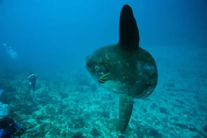 Framed Print : Indonesia, Bali Province, Nusa Penida. Adult Ocean Sunfish (Mola mola)--the heaviest