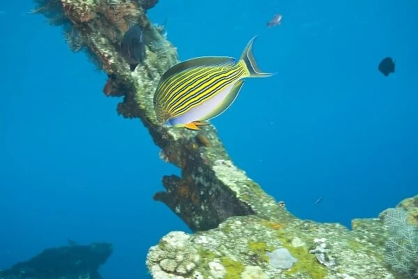 Indonesia, Bali Province, Tulamben. Lined Surgeonfish (Acanthurus lineatus), Liberty Shipwreck