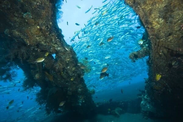 Indonesia, Bali Province, Tulamben. Tropical fish at the Liberty Shipwreck