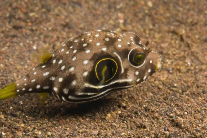 Framed Print : Indonesia, Bali Province, Tulamben. Bristly Puffer (Arothron hispidus)