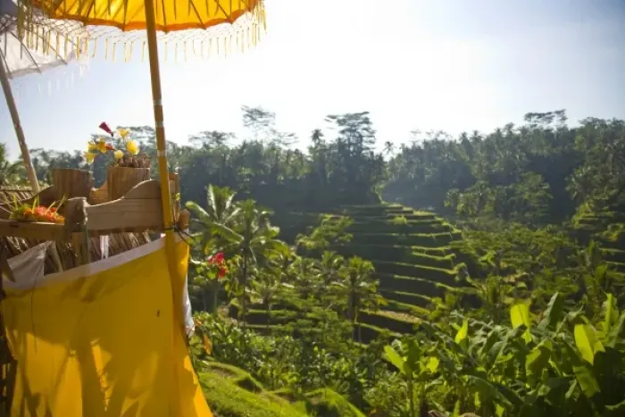 Framed Print : Indonesia, Bali Province, Ubud. Tegalalang Rice Terraces