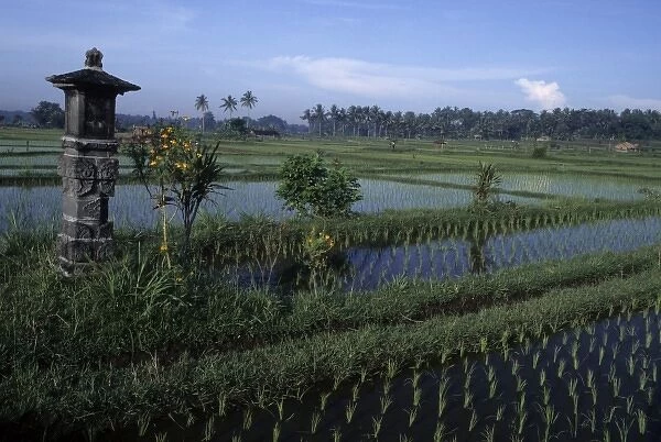 Indonesia, Bali. Stone altars, where offerings to Hindu Gods are made daily, dot the rice fields