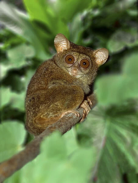 Indonesia, Bali, Sulawesi. Close-up of tarsier on limb. smallest living primate Credit as